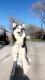 Siberian Husky Puppies for sale in Boise, Idaho. price: $400