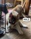 Siberian Husky Puppies for sale in Lapeer, Michigan. price: NA