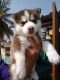 Siberian Husky Puppies for sale in Mumbai, Maharashtra, India. price: 20000 INR