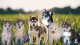 Siberian Husky Puppies for sale in Molalla, Oregon. price: NA