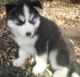 Siberian Husky Puppies for sale in Midland Demolition Ltd, 60 Sywell Rd, Overstone, Northampton, Northamptonshire NN6 0AN, UK. price: 330 GBP