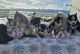 Siberian Husky Puppies for sale in Westcliffe, Colorado. price: $400