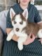 Siberian Husky Puppies for sale in Hagerstown, Maryland. price: $250