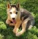 Siberian Husky Puppies for sale in Martinsville, VA 24112, USA. price: $400
