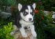 Siberian Husky Puppies for sale in Bellevue, WA, USA. price: NA