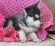 Siberian Husky Puppies for sale in Killeen, TX, USA. price: NA