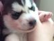 Siberian Husky Puppies for sale in Alicia, AR 72410, USA. price: NA