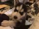 Siberian Husky Puppies for sale in Ashton, ID 83420, USA. price: NA