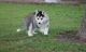 Siberian Husky Puppies for sale in Fairfield, CA, USA. price: NA