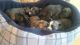 Siberian Husky Puppies for sale in La Vega 41000, Dominican Republic. price: 300 DOP