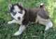 Siberian Husky Puppies for sale in Nyack, NY 10960, USA. price: NA