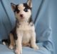 Siberian Husky Puppies for sale in Avon Park, FL 33825, USA. price: NA