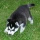 Siberian Husky Puppies for sale in Acushnet, MA, USA. price: NA