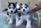 Siberian Husky Puppies for sale in Yarmouth Port, Yarmouth, MA 02675, USA. price: NA