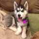 Siberian Husky Puppies for sale in Acton, MA, USA. price: NA