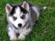 Siberian Husky Puppies for sale in Canton, MA, USA. price: NA