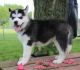 Siberian Husky Puppies for sale in Airdrie, AB, Canada. price: NA