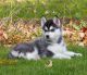 Siberian Husky Puppies for sale in Alder Flats, AB T0C, Canada. price: NA