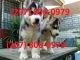 Siberian Husky Puppies for sale in Bean Station, TN, USA. price: $300
