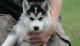Siberian Husky Puppies for sale in Toledo, OH, USA. price: NA