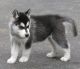 Siberian Husky Puppies for sale in Mansfield, AR 72944, USA. price: NA