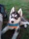 Siberian Husky Puppies for sale in Calgary, AB, Canada. price: NA