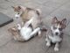Siberian Husky Puppies for sale in Carrollton, TX, USA. price: NA