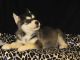 Siberian Husky Puppies for sale in Knoxville, TN, USA. price: $300