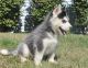 Siberian Husky Puppies for sale in East Brunswick, NJ, USA. price: NA