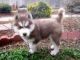 Siberian Husky Puppies for sale in Homestead, FL, USA. price: $300
