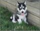 Siberian Husky Puppies for sale in Peoria, IL, USA. price: $300