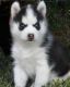 Siberian Husky Puppies for sale in Alexandria, KY 41001, USA. price: $300