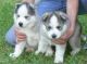 Siberian Husky Puppies for sale in Burlington, ND, USA. price: NA