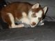Siberian Husky Puppies for sale in Santa Anna, TX 76878, USA. price: NA