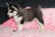 Siberian Husky Puppies for sale in Auburn, IN 46706, USA. price: NA