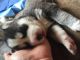 Siberian Husky Puppies for sale in Bethel, CT 06801, USA. price: NA