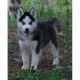 Siberian Husky Puppies for sale in Acequia, ID 83350, USA. price: $300