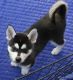 Siberian Husky Puppies for sale in Norfolk, VA, USA. price: NA