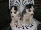 Siberian Husky Puppies for sale in Fort Mohave, AZ, USA. price: $300