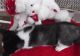 Siberian Husky Puppies for sale in Arkansas City, AR 71630, USA. price: NA