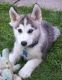 Siberian Husky Puppies for sale in Green Forest, AR 72638, USA. price: NA