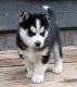 Siberian Husky Puppies for sale in Bar Harbor, ME, USA. price: NA
