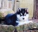 Siberian Husky Puppies for sale in Chickaloon, AK, USA. price: NA