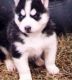 Siberian Husky Puppies for sale in Yalesville, Wallingford, CT 06492, USA. price: NA