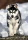 Siberian Husky Puppies for sale in Teaticket, Falmouth, MA, USA. price: NA