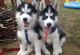 Siberian Husky Puppies for sale in Chebeague Island, ME 04017, USA. price: NA