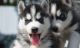 Siberian Husky Puppies for sale in Chandler Heights, AZ 85142, USA. price: NA