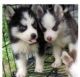 Siberian Husky Puppies