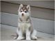 Siberian Husky Puppies for sale in Troy, MI, USA. price: NA