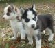 Siberian Husky Puppies for sale in Farmington, ME, USA. price: NA
